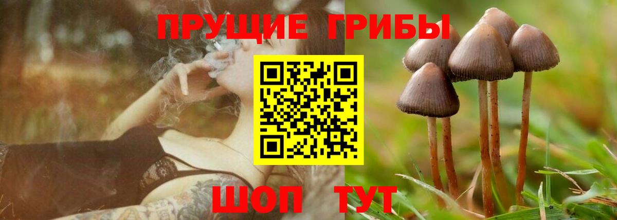 Псилоцибиновые грибы Cubensis Дзержинск